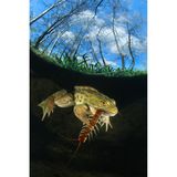 Ein Frosch verschlingt ein Insekt, einen Riesenläufer. Die nur wenige Sekunden dauernde Mahlzeit konnte Alessandro Giannaccini am See von Porta in der Toskana in seiner Mittagspause fotografisch festhalten.