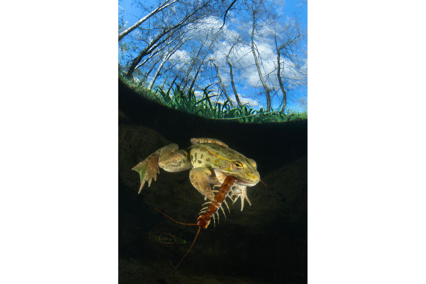 Ein Frosch verschlingt ein Insekt, einen Riesenläufer. Die nur wenige Sekunden dauernde Mahlzeit konnte Alessandro Giannaccini am See von Porta in der Toskana in seiner Mittagspause fotografisch festhalten.