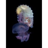 "Am Ende unseres Tauchgangs bemerkte ich das Papierboot auf der Qualle", erinnert sich Regie Casia an den Moment des Fotos. Die Tiere gehören zu den Kraken und kommen insbesondere in tropischen und subtropischen Regionen vor. Die Aufnahmen entstand auf den Philippinen. 