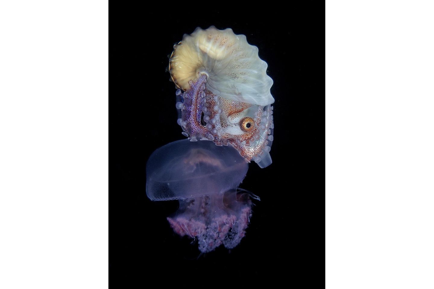 "Riding" – 3. Platz "Compact Macro" "Am Ende unseres Tauchgangs bemerkte ich das Papierboot auf der Qualle", erinnert sich Regie Casia an den Moment des Fotos. Die Tiere gehören zu den Kraken und kommen insbesondere in tropischen und subtropischen Regionen vor. Die Aufnahmen entstand auf den Philippinen.