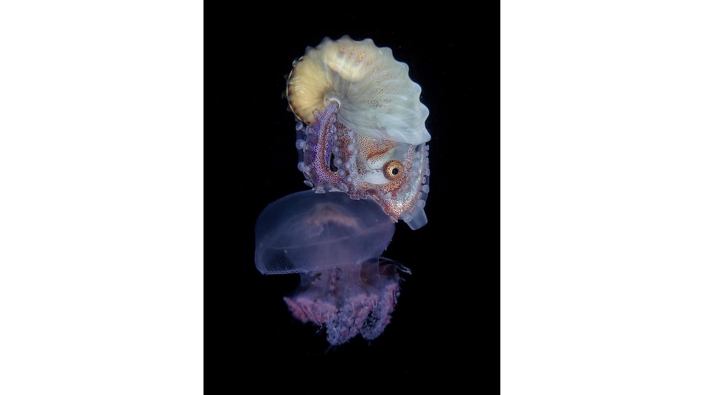 "Riding" – 3. Platz "Compact Macro" "Am Ende unseres Tauchgangs bemerkte ich das Papierboot auf der Qualle", erinnert sich Regie Casia an den Moment des Fotos. Die Tiere gehören zu den Kraken und kommen insbesondere in tropischen und subtropischen Regionen vor. Die Aufnahmen entstand auf den Philippinen.
