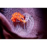 Favorinus tsuruganus gehört zu den Meeresschnecken. Hier legt sie ihre kleinen weißen Eier auf den fremden Eiern einer sogenannten Spanischen Tänzerin (ebenfalls eine Meeresschnecke) ab. Für die Fotografin Andrea Michelutti zeigt das Bild den starken Kontrast zwischen der Schönheit der Natur und ihrer rauen Wirklichkeit: Das Band aus violetten Eiern, das die Spanische Tänzerin gelegt hatte, fiel Favorinus tsuruganus zum Opfer.