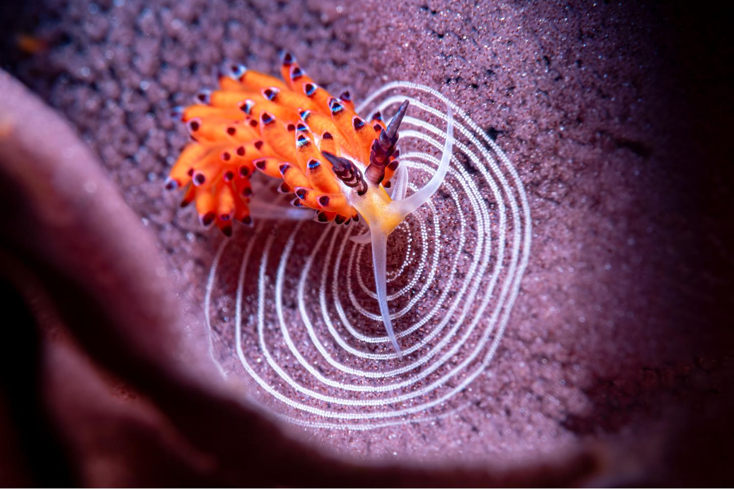 "Circle of life" – Lobende Erwähnung "Compact Behavior" Favorinus tsuruganus gehört zu den Meeresschnecken. Hier legt sie ihre kleinen weißen Eier auf den fremden Eiern einer sogenannten Spanischen Tänzerin (ebenfalls eine Meeresschnecke) ab. Für die Fotografin Andrea Michelutti zeigt das Bild den starken Kontrast zwischen der Schönheit der Natur und ihrer rauen Wirklichkeit: Das Band aus violetten Eiern, das die Spanische Tänzerin gelegt hatte, fiel Favorinus tsuruganus zum Opfer.