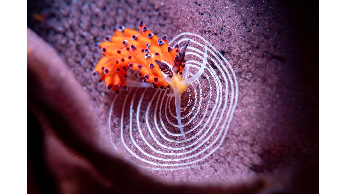 "Circle of life" – Lobende Erwähnung "Compact Behavior" Favorinus tsuruganus gehört zu den Meeresschnecken. Hier legt sie ihre kleinen weißen Eier auf den fremden Eiern einer sogenannten Spanischen Tänzerin (ebenfalls eine Meeresschnecke) ab. Für die Fotografin Andrea Michelutti zeigt das Bild den starken Kontrast zwischen der Schönheit der Natur und ihrer rauen Wirklichkeit: Das Band aus violetten Eiern, das die Spanische Tänzerin gelegt hatte, fiel Favorinus tsuruganus zum Opfer.