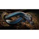 Johan Sundelin nutzt die Aufmerksamkeit von Vögeln, um das Treiben unter Wasser zu verfolgen: "Eine Konfrontation zwischen Gänsesäger und Bachneunauge gab das Signal, ins Wasser zu gehen. Das Laichgeschehen spielte sich innerhalb weniger Stunden auf kleiner Fläche ab." Das Foto entstand im Vättern, dem zweitgrößten See Schwedens. 