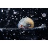 Dieses Bild nahm Jialing Cai während eines Tauchgangs nach dem Ausbruch des Taal-Vulkans auf den Philippinen Anfang 2020 auf. "Das Papierboot-Weibchen trampte in extrem trübem Wasser auf einem Stückchen Holzschutt herum", so der Fotograf. In der Reflexion des Blitzlichts leuchten die umherschwimmenden Partikel wie Schneeflocken. 