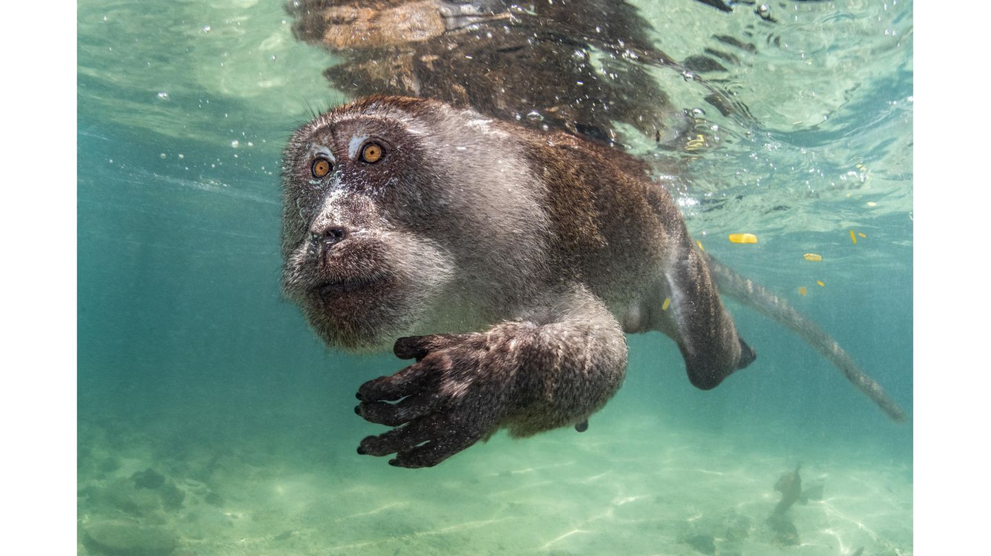 Bei seiner Feldarbeit auf den thailändischen Phi-Phi-Inseln dokumentierte Suliman Alatiqi das Verhalten von Javaneraffen. Besonders interessierte ihn ihre Futtersuche. Nicht nur dafür gehen die Makaken aber ins Wasser, sondern auch zur Abkühlung oder einfach zum Spielen.      
