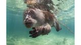 Bei seiner Feldarbeit auf den thailändischen Phi-Phi-Inseln dokumentierte Suliman Alatiqi das Verhalten von Javaneraffen. Besonders interessierte ihn ihre Futtersuche. Nicht nur dafür gehen die Makaken aber ins Wasser, sondern auch zur Abkühlung oder einfach zum Spielen.      