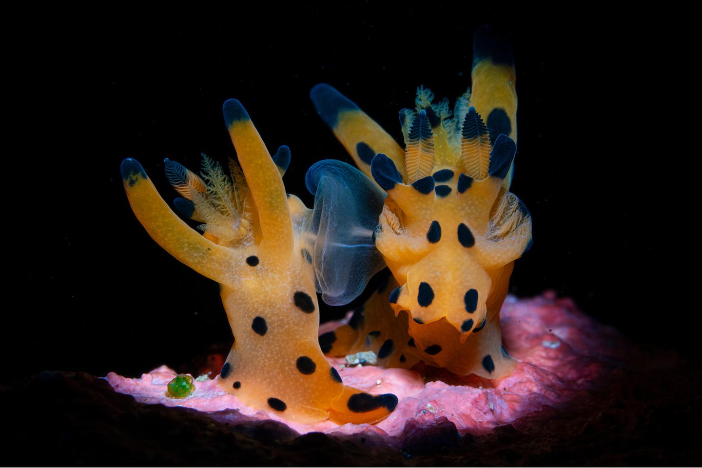 "After the Wedding" – 1. Platz "Nudibranch" Bei seinen ersten beiden Tauchgängen in Anilao auf den Philippinen hatte Peter Pogany noch kein fotografisches Glück. Doch bei seiner dritten Tour erwischte er diese Nacktkiemer in flagranti – und den ersten Platz in dieser Kategorie.