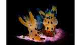Bei seinen ersten beiden Tauchgängen in Anilao auf den Philippinen hatte Peter Pogany noch kein fotografisches Glück. Doch bei seiner dritten Tour erwischte er diese Nacktkiemer in flagranti – und den ersten Platz in dieser Kategorie.