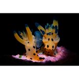 Bei seinen ersten beiden Tauchgängen in Anilao auf den Philippinen hatte Peter Pogany noch kein fotografisches Glück. Doch bei seiner dritten Tour erwischte er diese Nacktkiemer in flagranti – und den ersten Platz in dieser Kategorie.