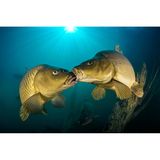Karpfen stammen ursprünglich aus Asien und gehören zu den bekanntesten Süßwasserfischen. Dieses Paar hat Ferenc Lorincz in der slowakischen Gemeinde Čierna Voda fotografiert. 