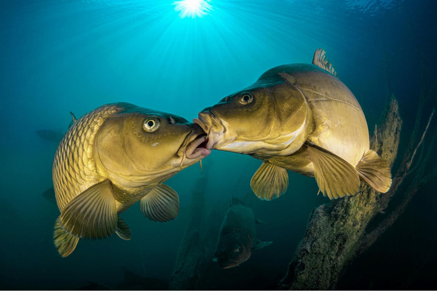Karpfen stammen ursprünglich aus Asien und gehören zu den bekanntesten Süßwasserfischen. Dieses Paar hat Ferenc Lorincz in der slowakischen Gemeinde Čierna Voda fotografiert. 