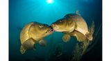 Karpfen stammen ursprünglich aus Asien und gehören zu den bekanntesten Süßwasserfischen. Dieses Paar hat Ferenc Lorincz in der slowakischen Gemeinde Čierna Voda fotografiert. 