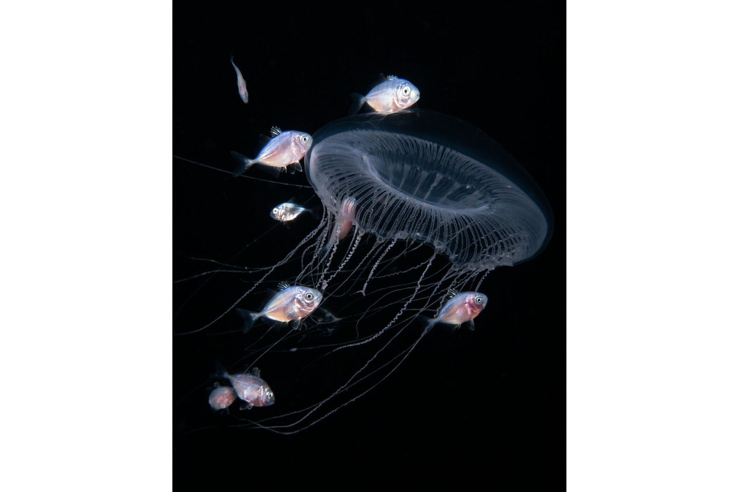 "Dangerous Shelter" – 4. Platz "Blackwater" Junge Makrelen, die bei Quallen Unterschlupf suchen, sind vor der Küste Floridas häufiger zu beobachten. Es handelt sich wohl um eine Symbiose der beiden Arten. Chris Gug gelang dieses Foto beim "Blackwater"-Tauchen.