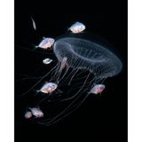 Junge Makrelen, die bei Quallen Unterschlupf suchen, sind vor der Küste Floridas häufiger zu beobachten. Es handelt sich wohl um eine Symbiose der beiden Arten. Chris Gug gelang dieses Foto beim "Blackwater"-Tauchen.