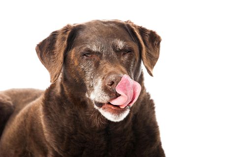 brauner alter Labrador leckt sich das Maul