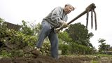 Alter Mann arbeitet im Garten in den Blue Zones