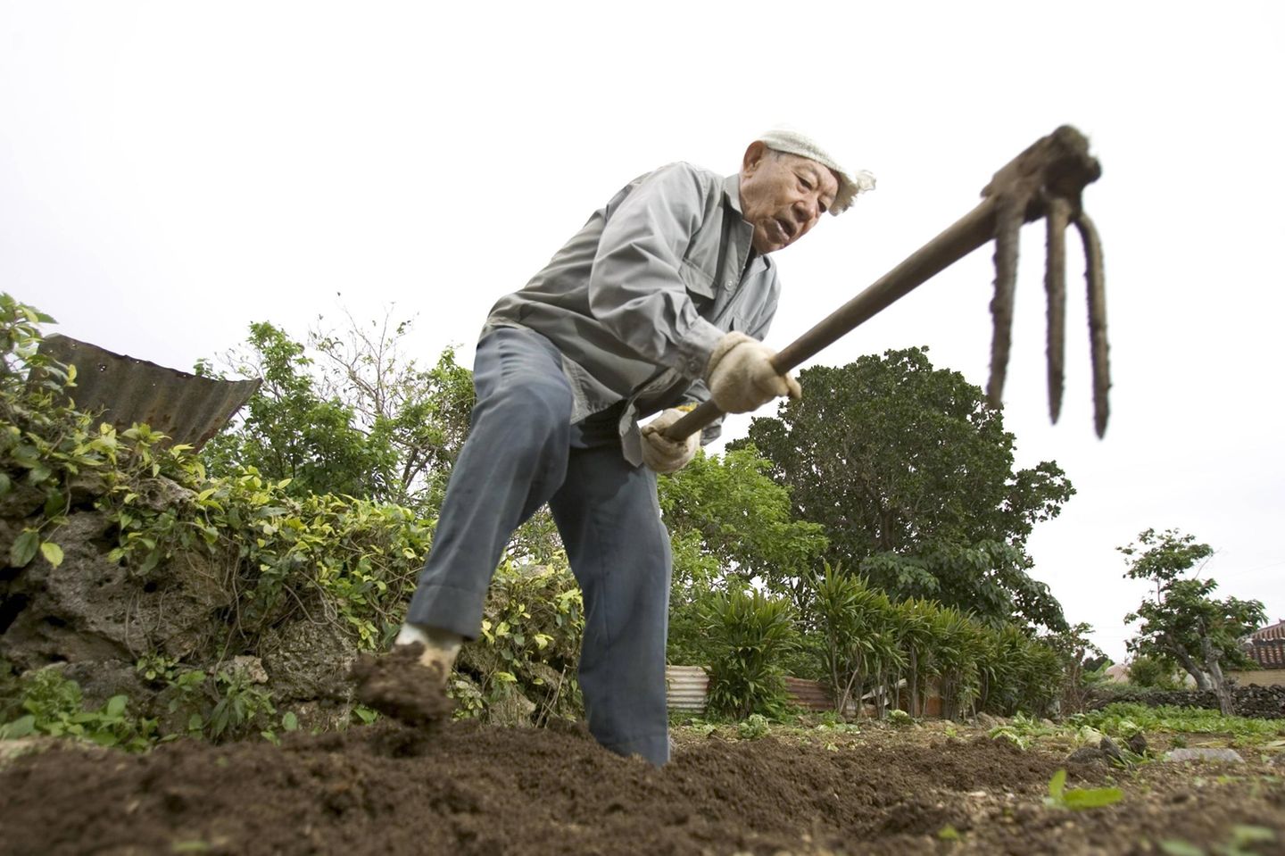 Alter Mann arbeitet im Garten in den Blue Zones