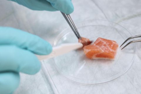 Laborlachs: Von der Stammzelle zum Fischstäbchen – so funktioniert's