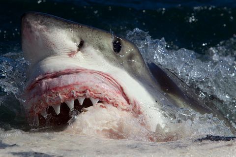 Haiangriffe auf Menschen kommen äußerst selten vor. In den meisten Fällen beruhen sie auf einem Irrtum: Der Fisch hält den Schwimmenden für Beute, etwa eine Robbe  