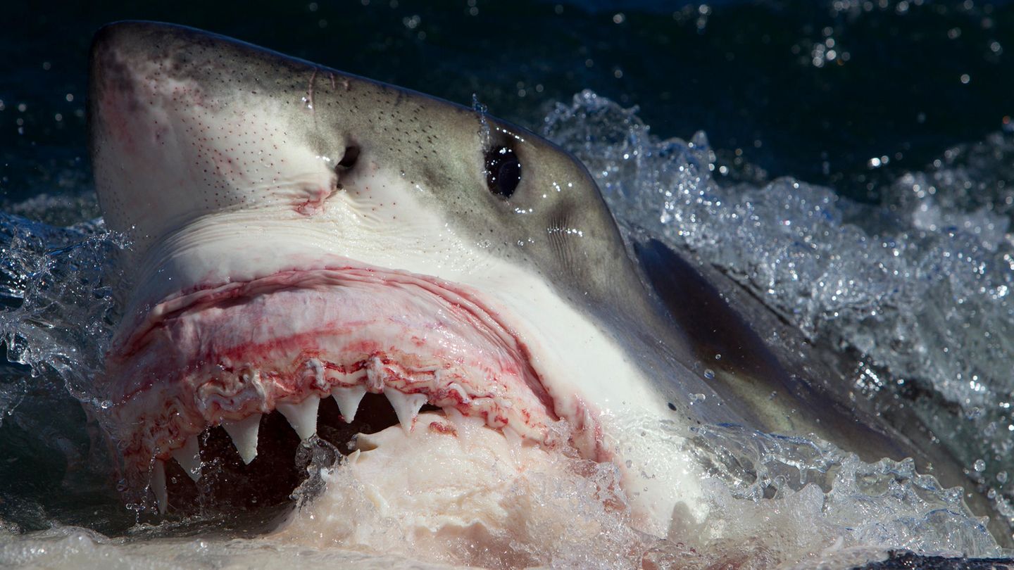 Raubfische: Haiangriffe auf Menschen kommen äußerst selten vor. In den meisten Fällen beruhen sie auf einem Irrtum: Der Fisch hält den Schwimmenden für Beute, etwa eine Robbe Haiangriffe auf Menschen kommen äußerst selten vor. In den meisten Fällen beruhen sie auf einem Irrtum: Der Fisch hält den Schwimmenden für Beute, etwa eine Robbe