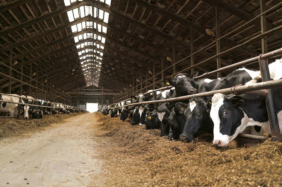 Artgerechte Tierhaltung: Über unseren Durst auf Milch und dessen Folgen ...