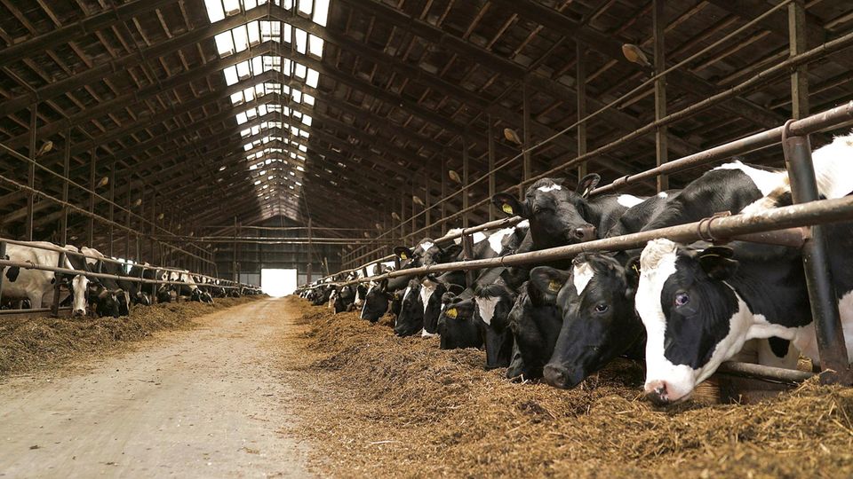 Kühe stehen im Stall.