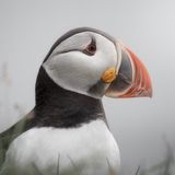 Nahaufnahme eines Papageientauchers