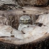Eule sitzt in einem Baumstumpf