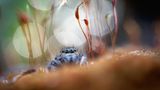 Spinne im Morgentau