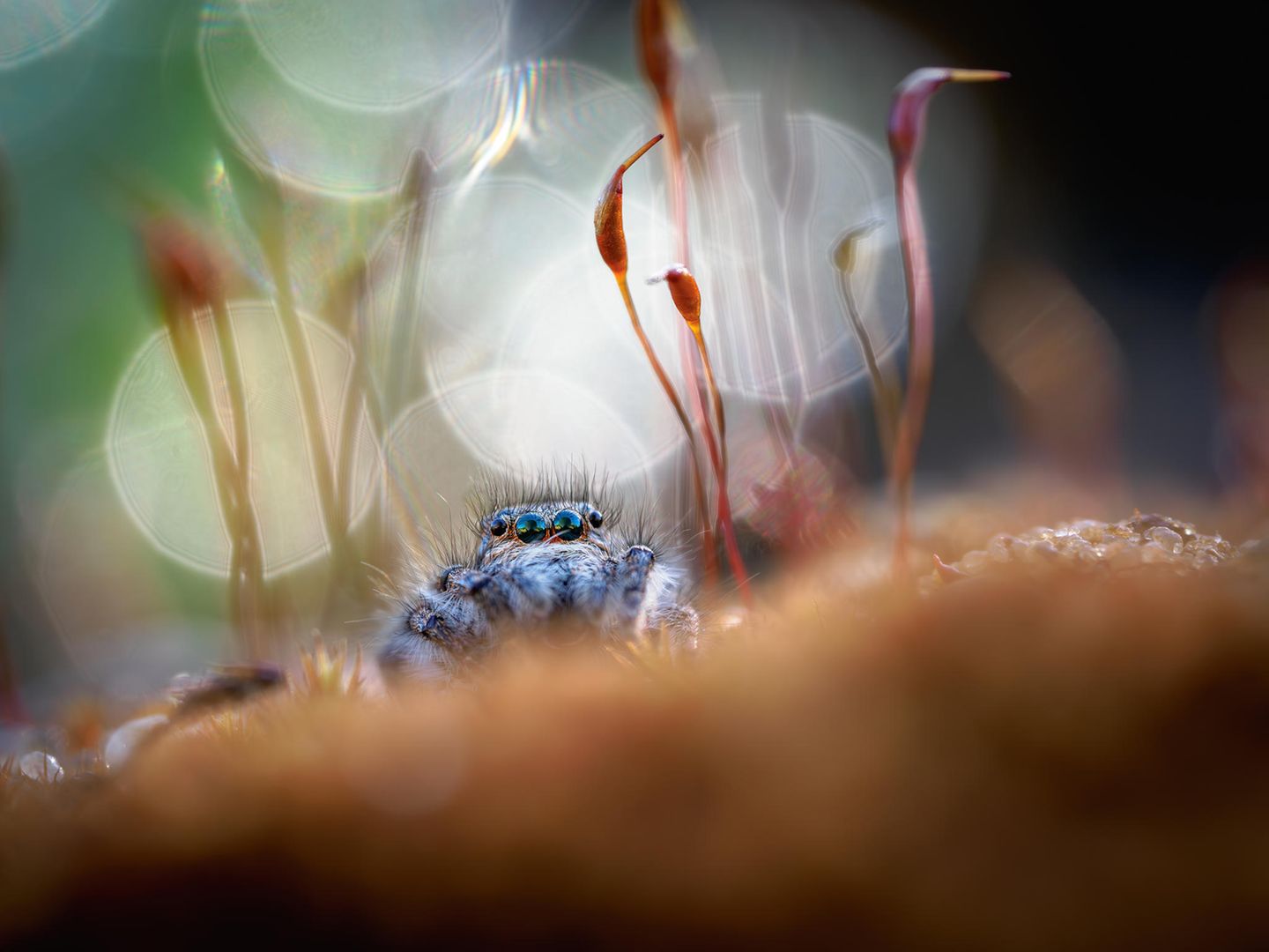 Spinne im Morgentau