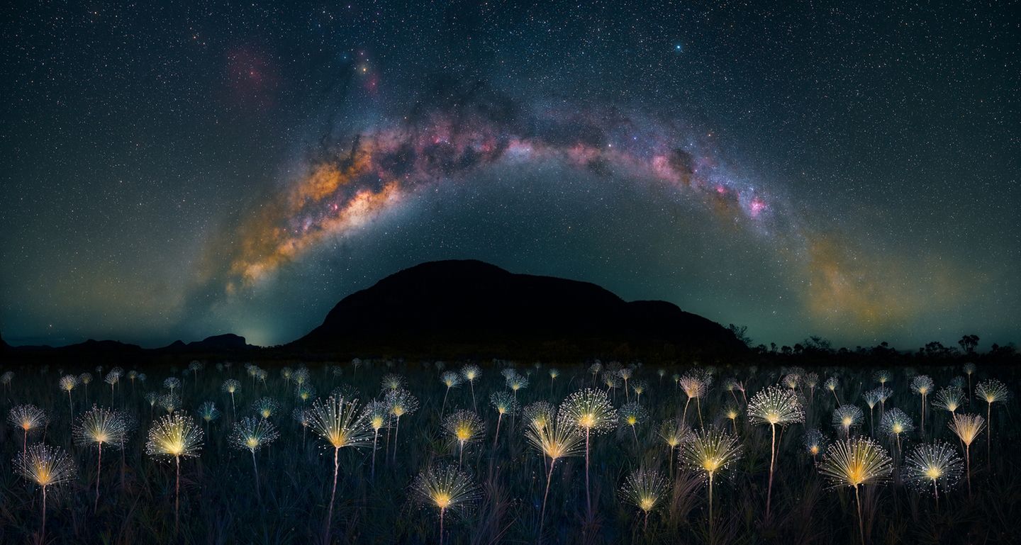Milchstraße über Blumenlandschaft bei Nacht
