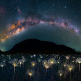 Milchstraße über Blumenlandschaft bei Nacht