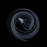 Aalartiges Wasserlebewesen vor schwarzem Hintergrund