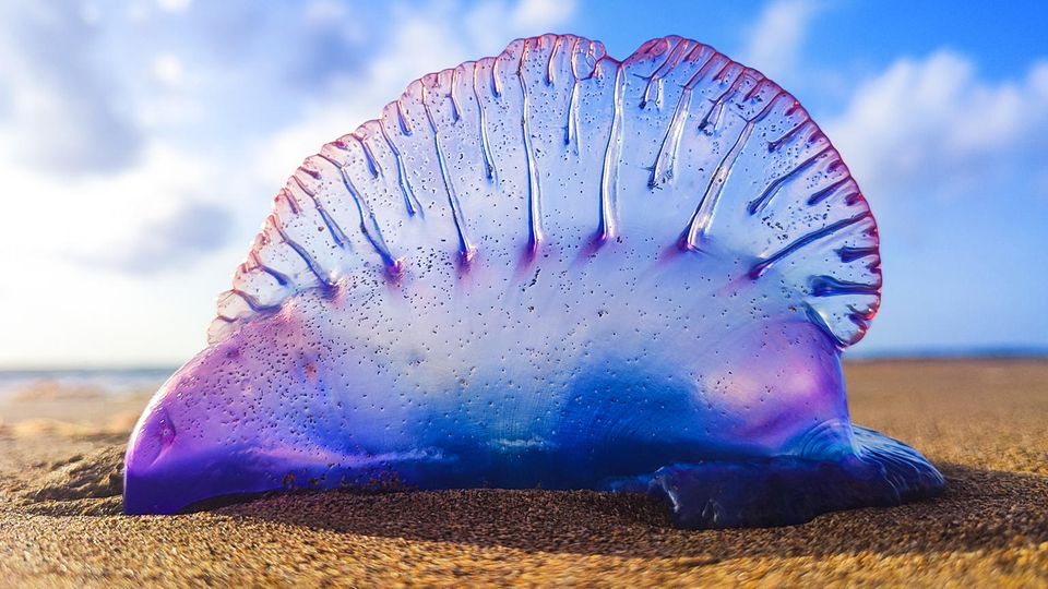Portugiesische Galeere am Strand der Kanarischen Inseln