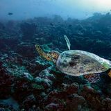 Schildkröte schwimmt über felsigen Meeresgrund