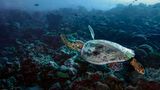 Schildkröte schwimmt über felsigen Meeresgrund
