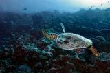 Schildkröte schwimmt über felsigen Meeresgrund