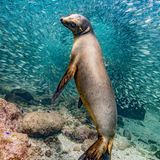 Seelöwe vor Fischschwarm