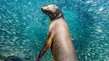 Seelöwe vor Fischschwarm