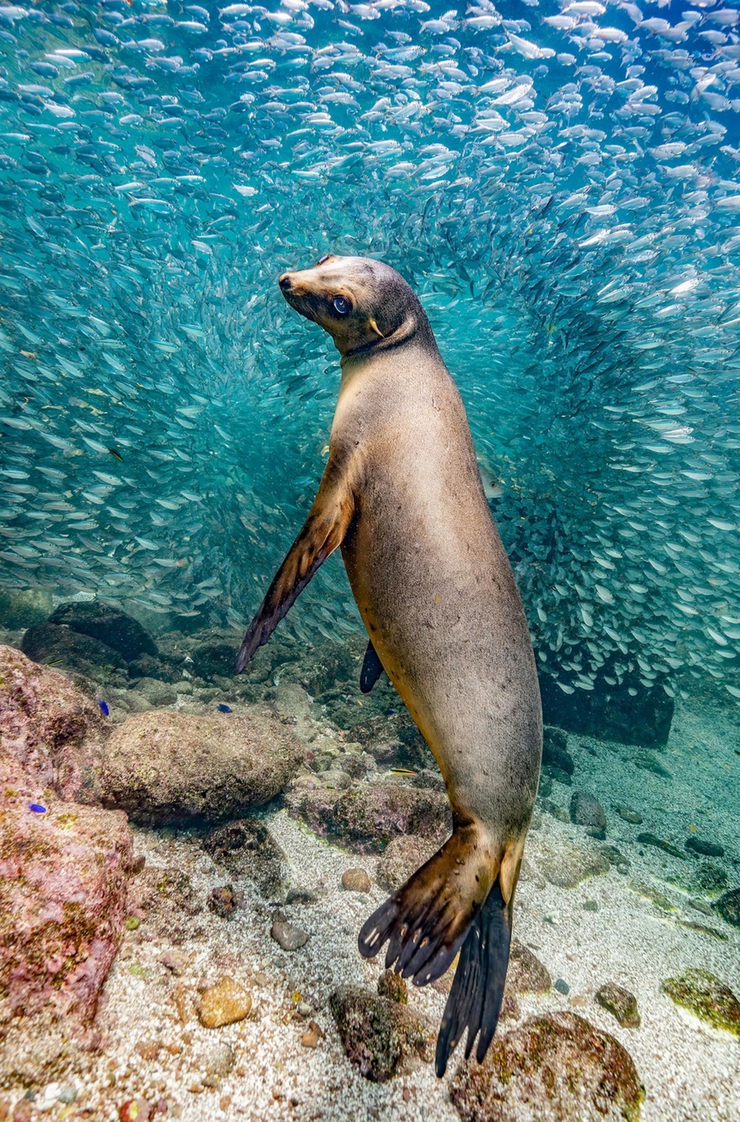 Seelöwe vor Fischschwarm