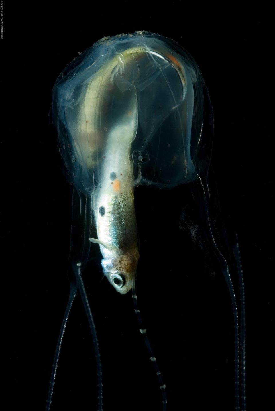 Carukia Barnes, Australien