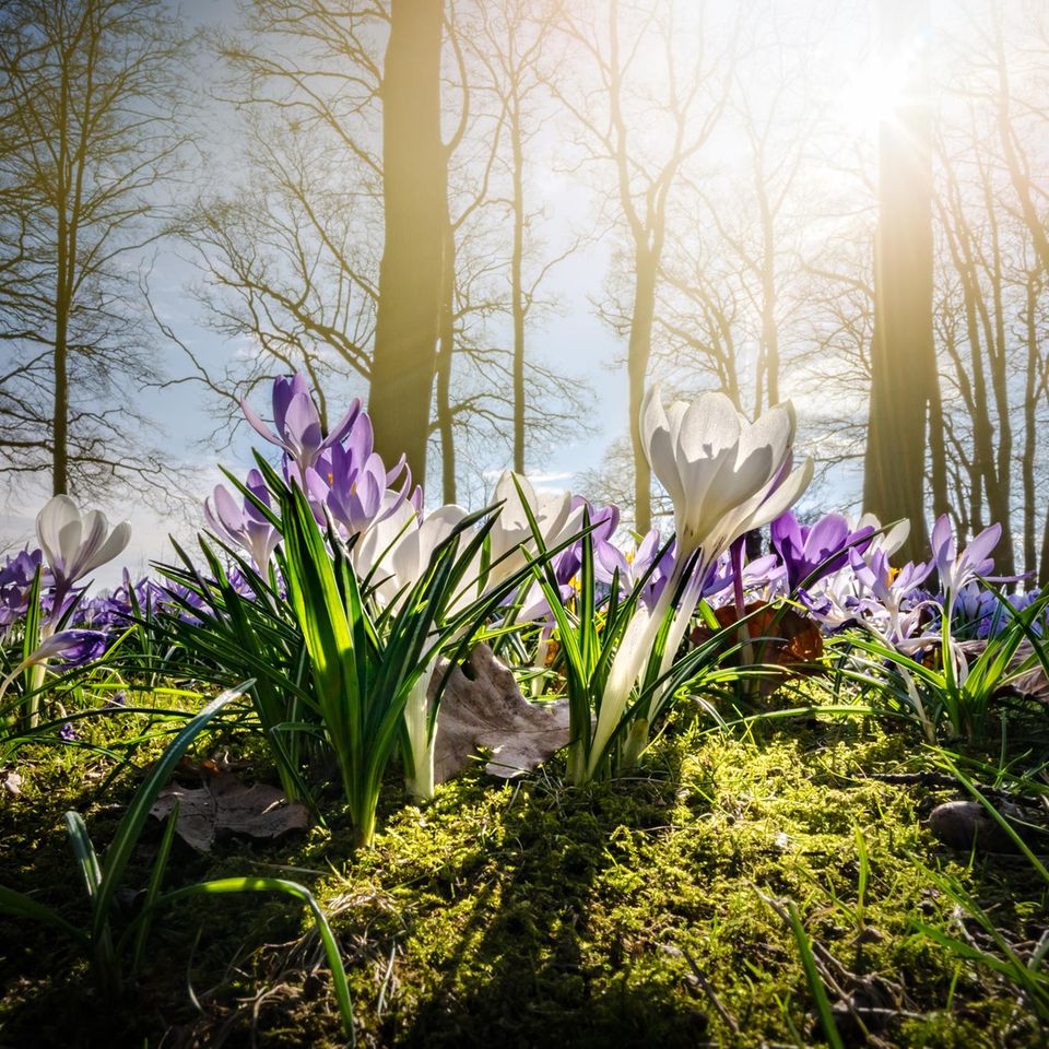 Krokusse