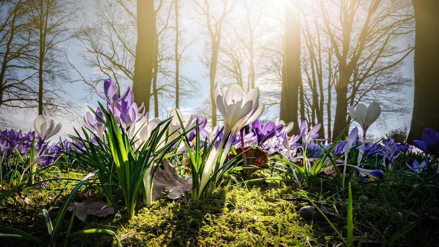 Krokusse