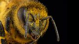 Über und über ist diese Honigbiene mit winzigen Pollenkörnern bedeckt. Einerseits bildet der Pollen Nahrung, andererseits ruhen in ihm die männlichen Geschlechtszellen, die für die Befruchtung der Pflanzen entscheidend sind 
