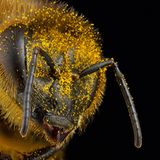 Über und über ist diese Honigbiene mit winzigen Pollenkörnern bedeckt. Einerseits bildet der Pollen Nahrung, andererseits ruhen in ihm die männlichen Geschlechtszellen, die für die Befruchtung der Pflanzen entscheidend sind 