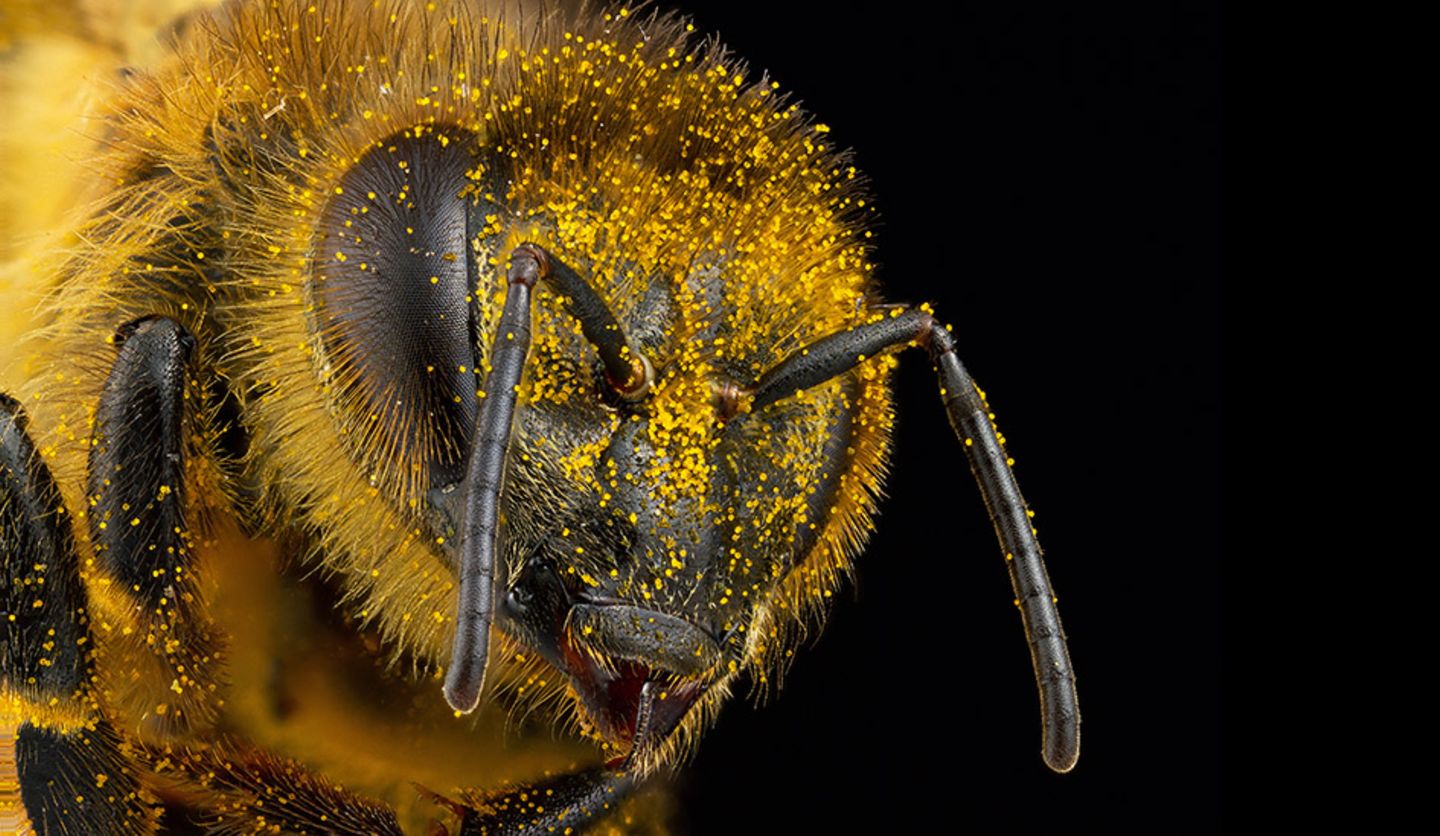 Über und über ist diese Honigbiene mit winzigen Pollenkörnern bedeckt. Einerseits bildet der Pollen Nahrung, andererseits ruhen in ihm die männlichen Geschlechtszellen, die für die Befruchtung der Pflanzen entscheidend sind 