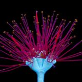 Karminroter Zylinderputzer