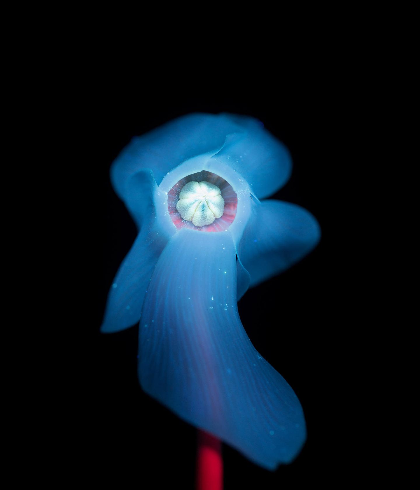 Zimmer-Alpenveilchen